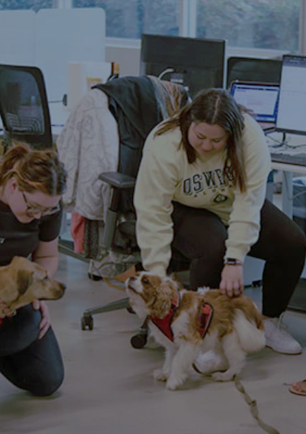 Office workers petting dogs in the office