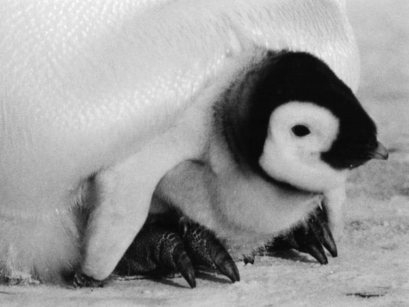 Baby penguin chick sheltered under adult penguin parent Baby penguin chick sheltered under adult penguin parent