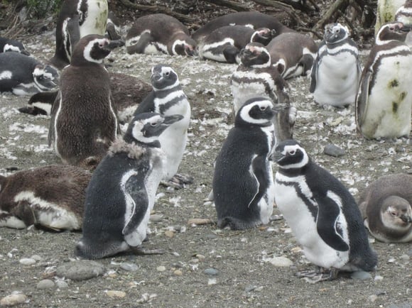 Penguin colony during molting process Penguin colony during molting process