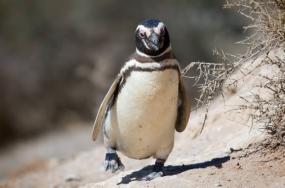 Penguin chick walking on hillside Penguin chick walking on hillside