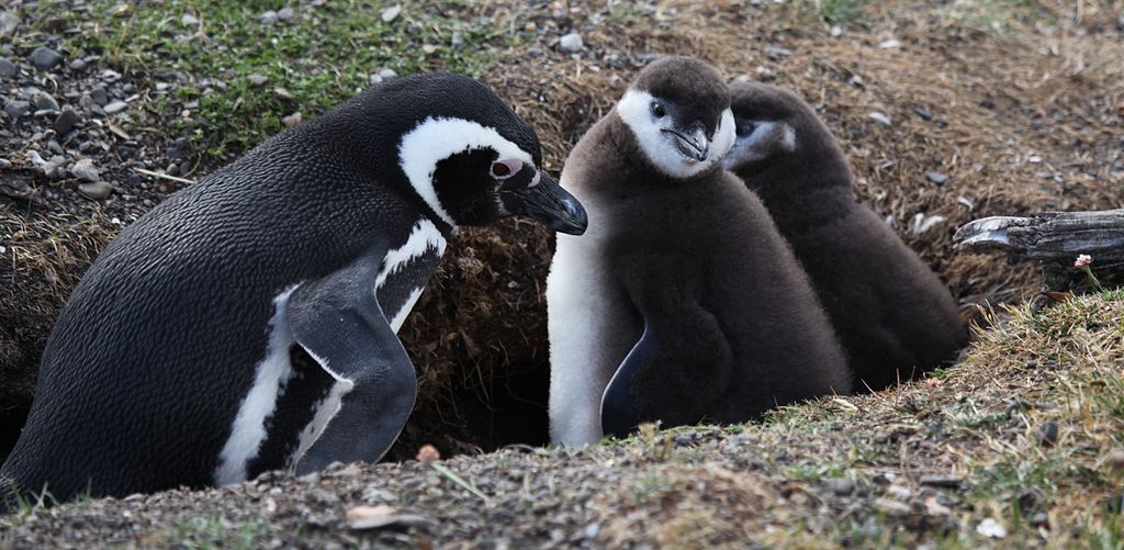 1024px-Magellanic_Penguin_with_chicks_(5540843327)